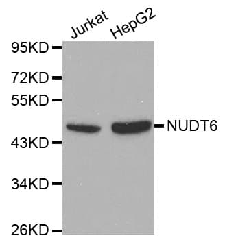 NUDT6 Antibody