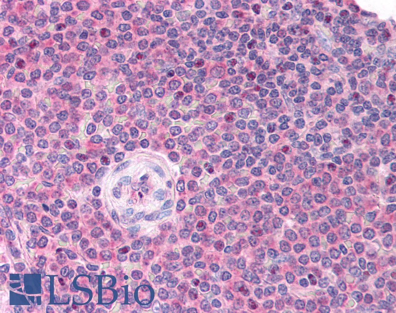 LDB1 / CLIM2 Antibody (aa303-352)