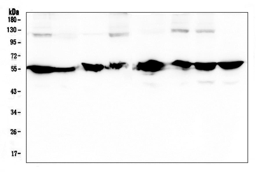 NONO / P54NRB Antibody