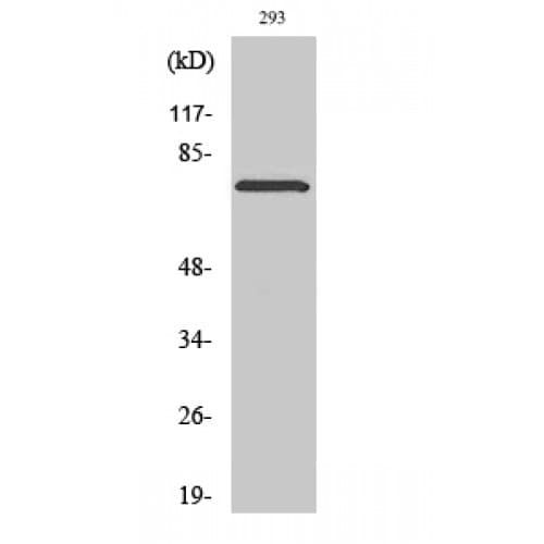 Polyclonal Rabbit anti-Human LIMK2 Antibody (phospho-Thr505, IHC, IF, WB)