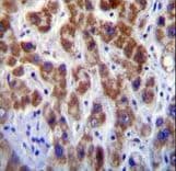 GOLGA8A Antibody (aa129-157)