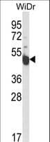 INSC Antibody (aa410-437)