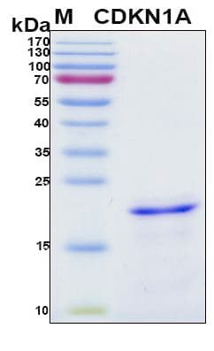 Human CDKN1A / WAF1 / p21 Protein (Recombinant 6His, N-terminus)