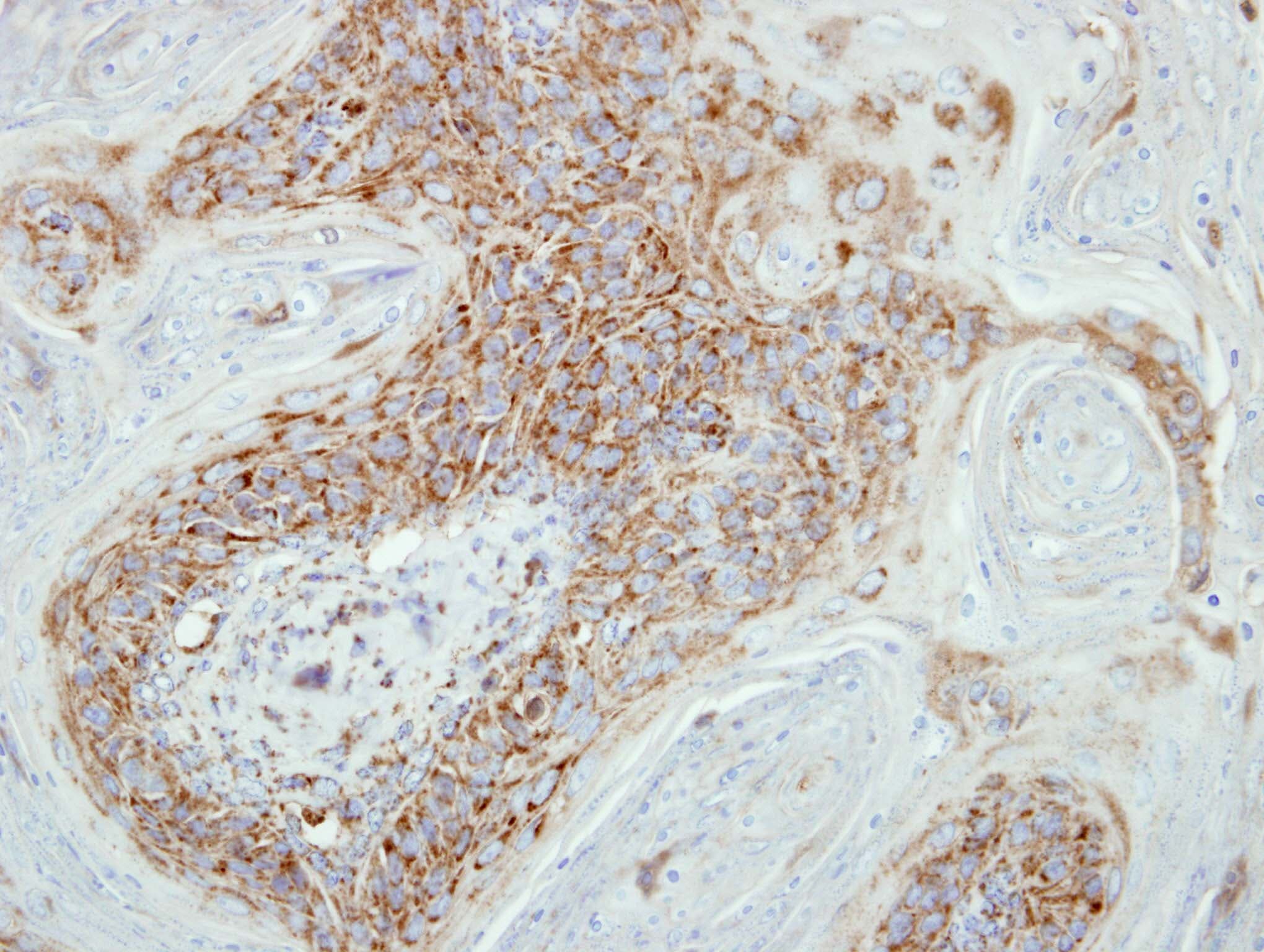 COX7B2 Antibody (aa1-81)