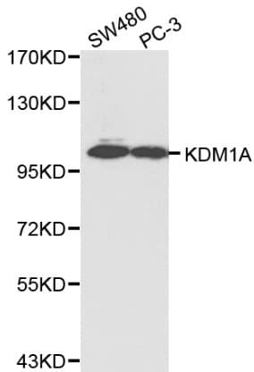 KDM1A / LSD1 Antibody