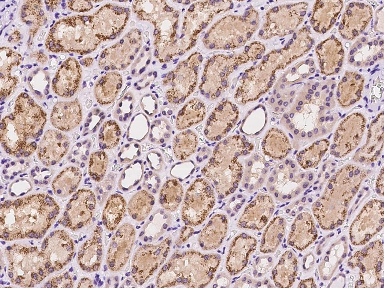 FXR1 Antibody