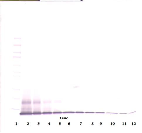 CXCL10 / IP-10 Antibody