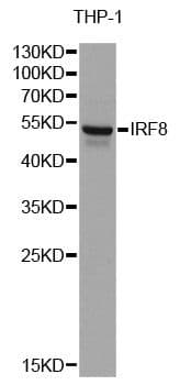 ICSBP / IRF8 Antibody