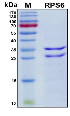 Human RPS6 / Ribosomal Protein S6 (Recombinant His, N-Terminal)