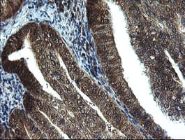 TBCC Antibody (clone OTI4C4)