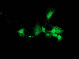 DNAJB2 Antibody (clone OTI4D12)