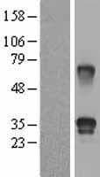 FSTL3 / FLRG Protein (Over-Expression Lysate Myc-DDK (Flag))