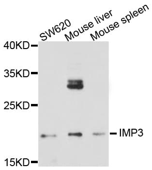 IMP3 Antibody