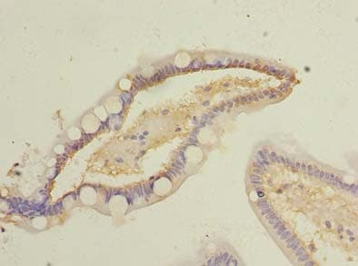 COMMD9 Antibody