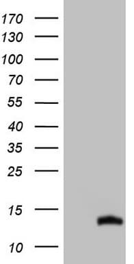CDC42SE2 Antibody (clone OTI2C5, Carrier-free)