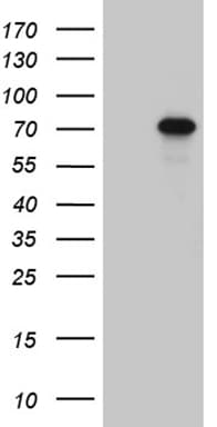 Monoclonal Mouse anti-Human ZNF264 Antibody (clone OTI6F3, Carrier-free, WB)