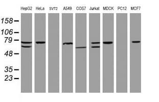 CCDC93 Antibody (aa293-631, clone OTI2G5)
