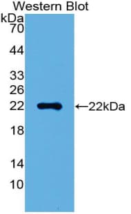 HMG1 / HMGB1 Antibody (aa9-163)