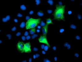 PSMD2 Antibody (clone OTI1G5, Carrier-free)