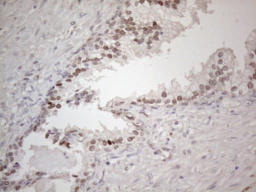 HMGB4 Antibody (clone OTI5G3)