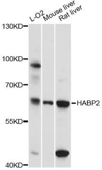 HABP2 Antibody