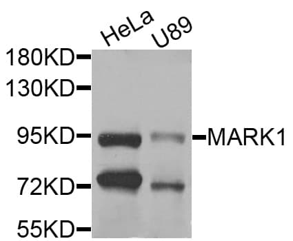 MARK1 / MARK Antibody