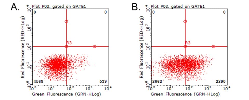 Monoclonal Mouse anti-Human HAVCR2 / TIM-3 Antibody (clone OTI1G6, WB)
