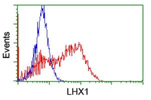 LHX1 Antibody (clone OTI2A4)