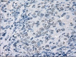 GBP2 Antibody (clone OTI4E7, Carrier-free)