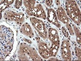 NDOR1 Antibody (clone OTI1E3)