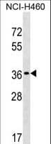 Polyclonal Rabbit anti-Human TP53TG5 Antibody (aa134-161, WB)