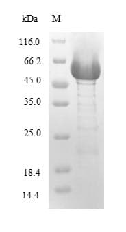 Pseudomonas aeruginosa plcH Protein (Recombinant 10His-SUMO, N-terminus + Myc, C-terminus)