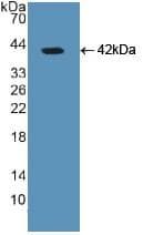 GFAP Antibody (aa253-354)