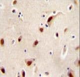 Polyclonal Rabbit anti-Human IQCJ Antibody (aa98-126, IHC, WB)