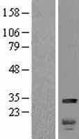 HMG2 / HMGB2 Protein (Over-Expression Lysate Myc-DDK (Flag))