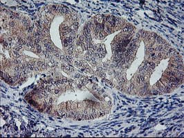 RFXANK Antibody (clone OTI2G7)