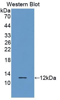 CCL5 / RANTES Antibody (aa24-91, APC, Cy7)