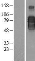 CD200R1 / CD200R Protein (Over-Expression Lysate Myc-DDK (Flag))