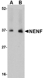 IHC-plus™ NENF / Neudesin Antibody