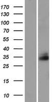 FAM92A1 Protein (Over-Expression Lysate Myc-DDK (Flag))