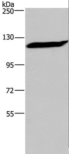IPO7 / RANBP7 Antibody