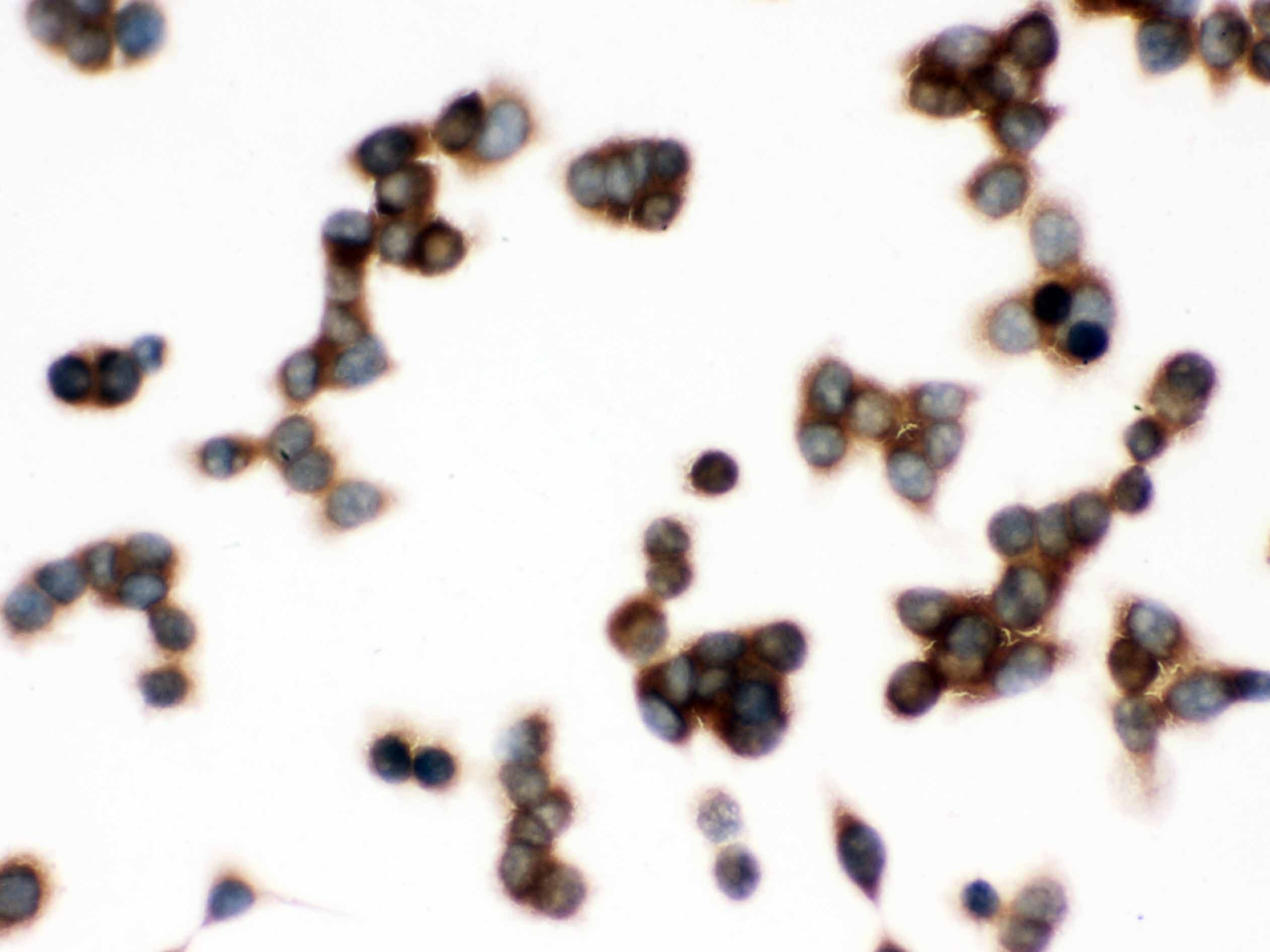 CCT4 / SRB Antibody