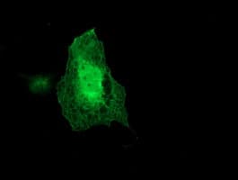 COPD / ARCN1 Antibody (clone OTI6A6)