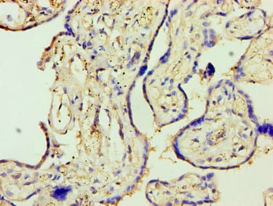 MMP3 Antibody
