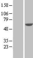 Human IMPDH1 Protein (Over-Expression Lysate Myc-DDK (Flag))