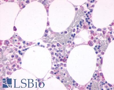 IHC-plus™ C5AR1 / CD88 / C5a Receptor Antibody (N-Terminus)