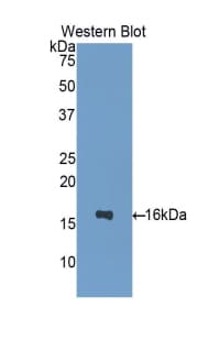 CCL2 / MCP1 Antibody (aa24-125)