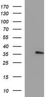 KLK8 / Kallikrein 8 Antibody (clone OTI2A1, Carrier-free)
