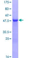 Human RAB28 Protein (Recombinant GST)