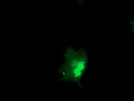 OBFC1 Antibody (clone OTI2E4)